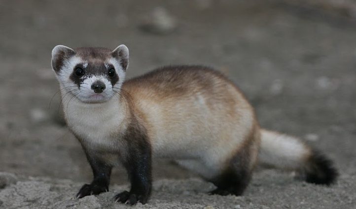 Black-footed (American) ferret