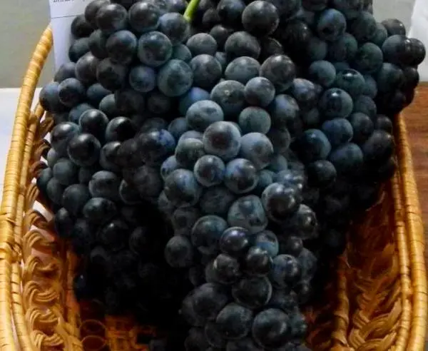 Black grapes, its types, advantages and benefits