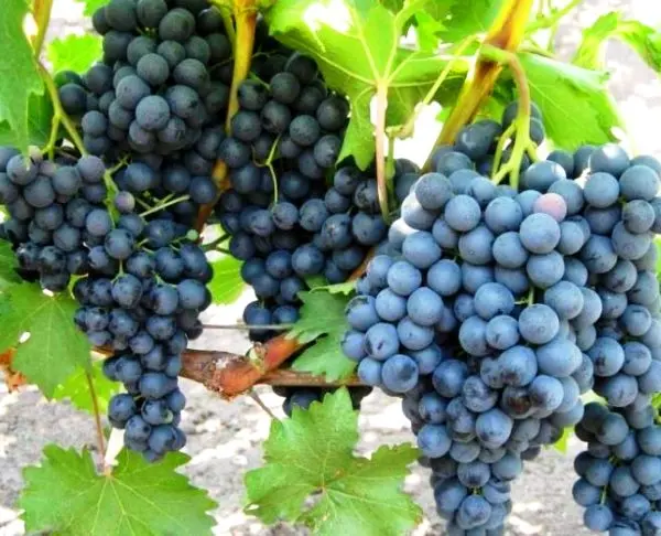 Black grapes, its types, advantages and benefits