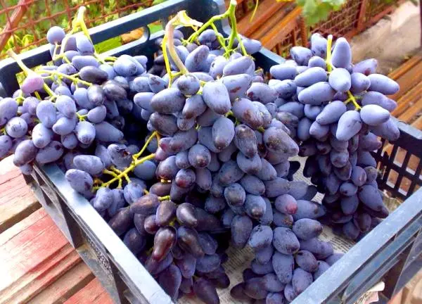Black grapes, its types, advantages and benefits