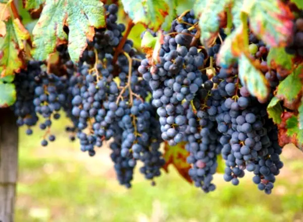 Black grapes, its types, advantages and benefits