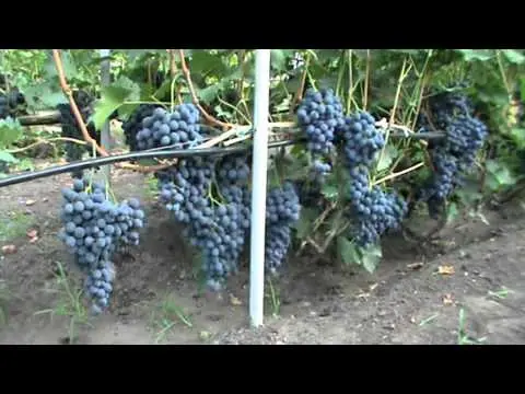Black grapes, its types, advantages and benefits