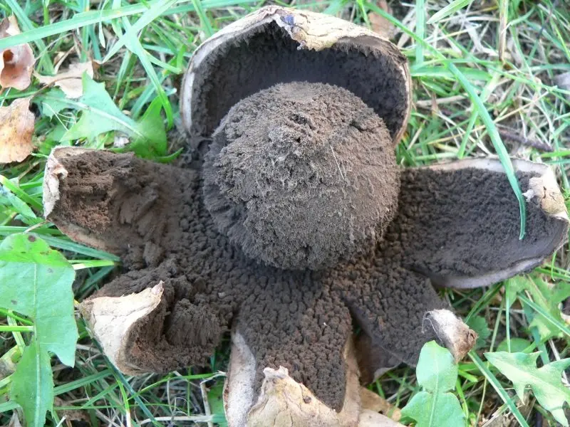 Black-headed starfish (Geastrum melanocephalum) photo and description