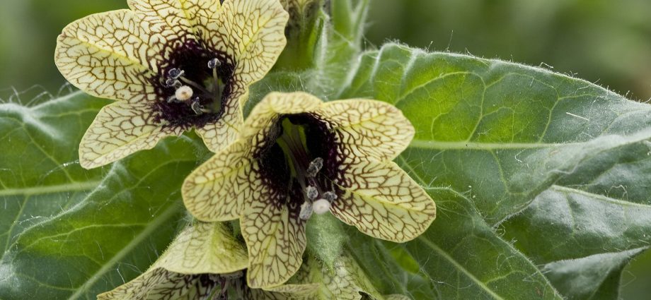 Black henbane poisoning