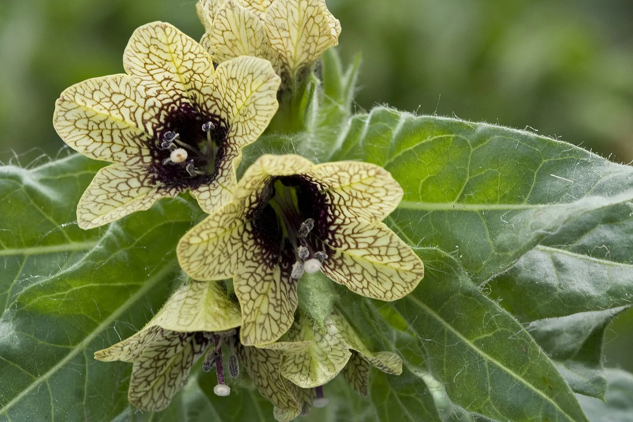 Black henbane poisoning