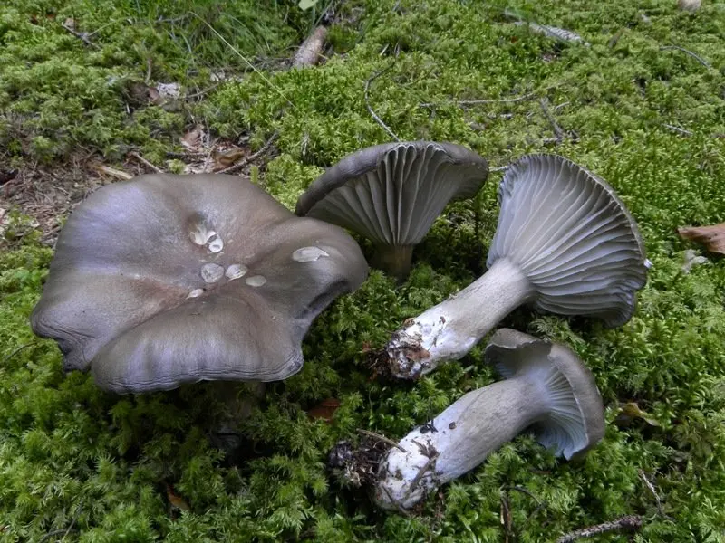 Black hygrophorus (Hygrophorus camarophyllus) photo and description