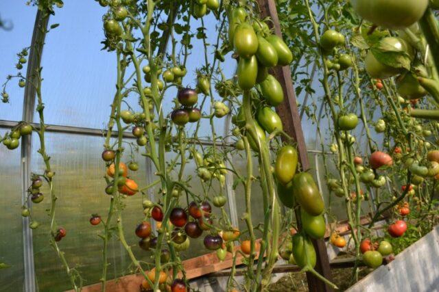 Black Icicle Tomatoes: variety description, photos, reviews