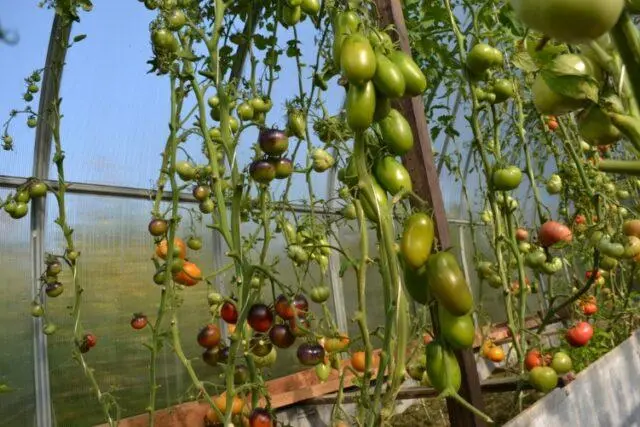 Black Icicle Tomatoes: variety description, photos, reviews