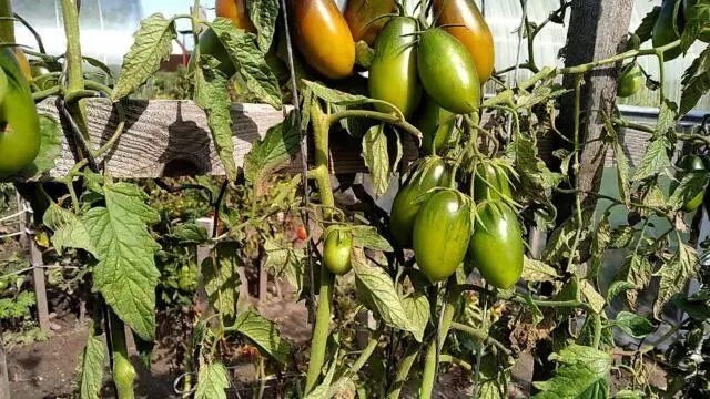 Black Icicle Tomatoes: variety description, photos, reviews