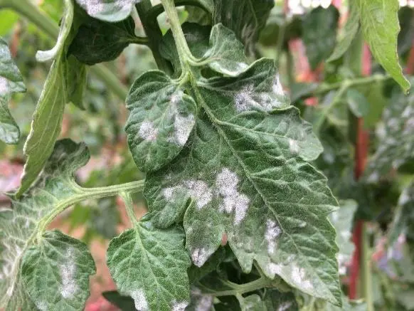 Black Icicle Tomatoes: variety description, photos, reviews