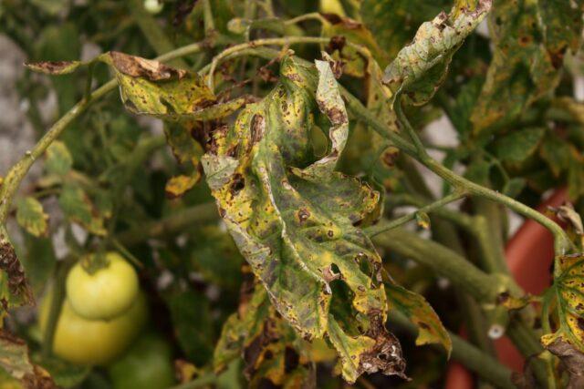 Black Icicle Tomatoes: variety description, photos, reviews