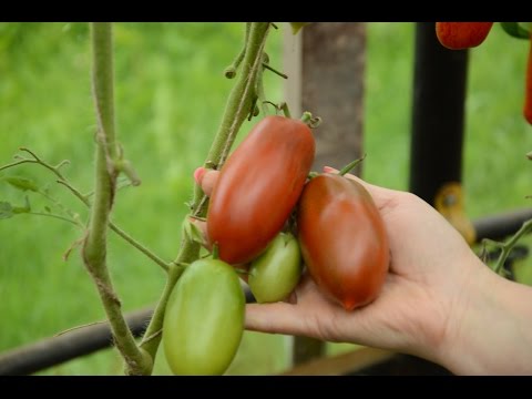 Black Icicle Tomatoes: variety description, photos, reviews