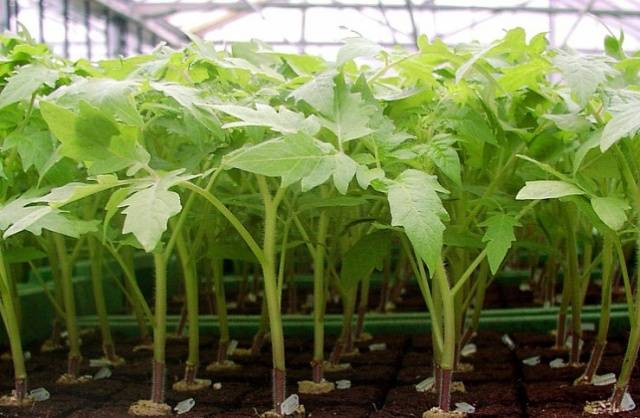 Black leg at tomato seedlings: control methods