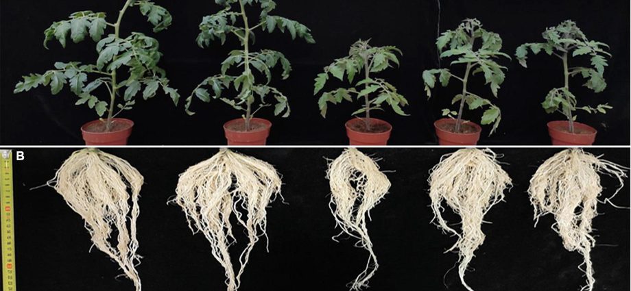 Black leg at tomato seedlings: control methods