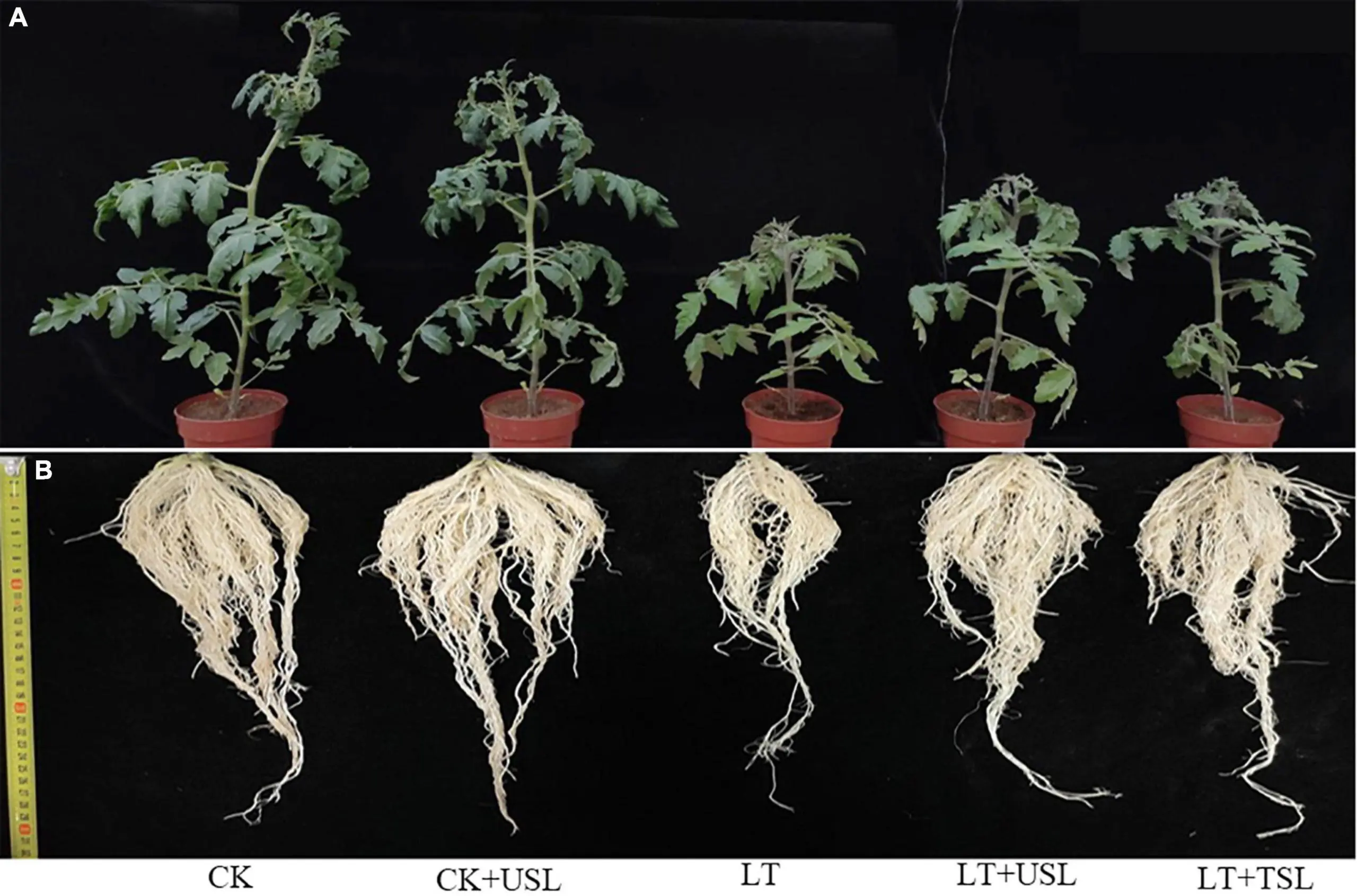 Black leg at tomato seedlings: control methods