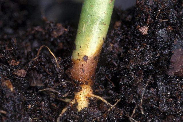 Black leg of cabbage: how it manifests itself, how to fight, pathogen