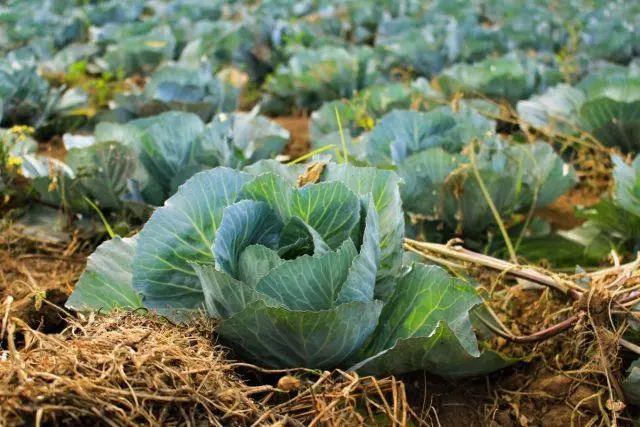 Black leg of cabbage: how it manifests itself, how to fight, pathogen