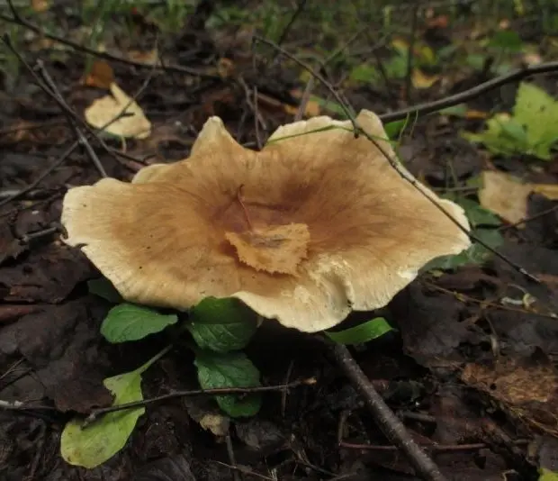 Black-legged polyporus (Picipes melanopus) photo and description