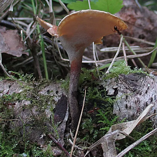 Black-legged polyporus (Picipes melanopus) photo and description