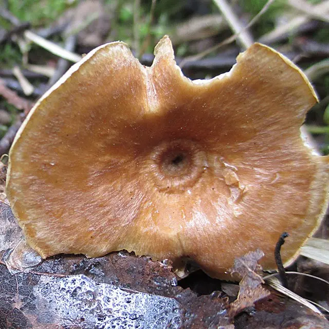 Black-legged polyporus (Picipes melanopus) photo and description