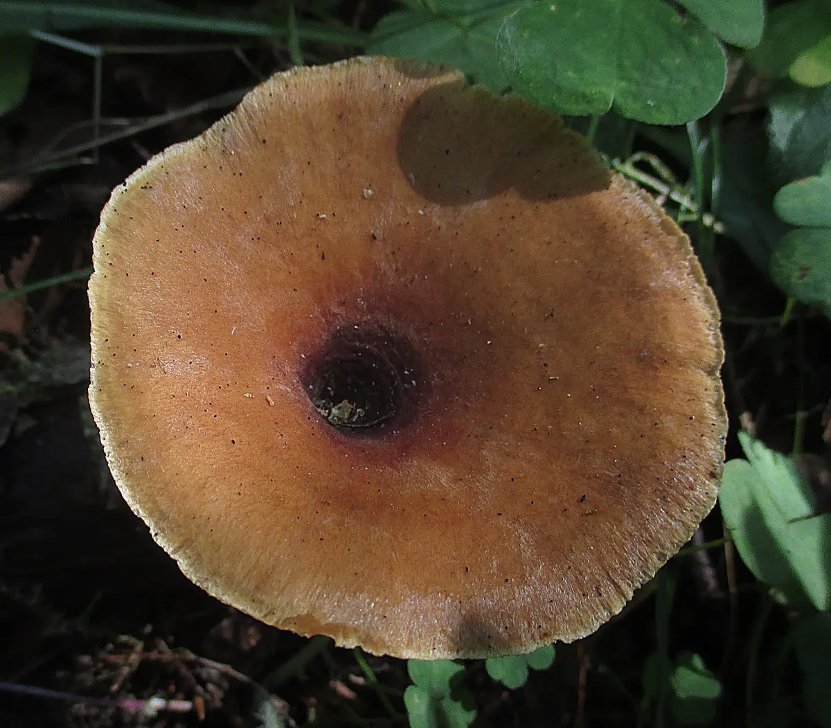 Black-legged polyporus (Picipes melanopus) photo and description