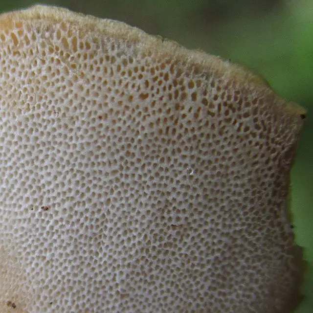 Black-legged polyporus (Picipes melanopus) photo and description