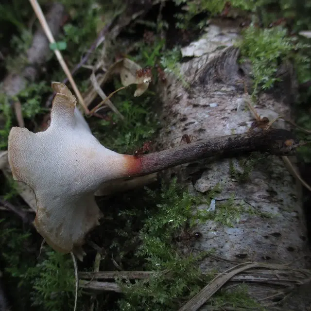 Black-legged polyporus (Picipes melanopus) photo and description