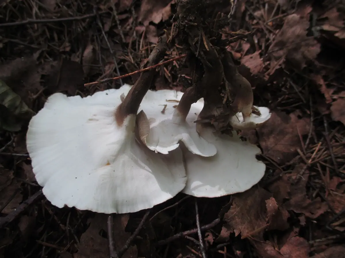 Black-legged polyporus (Picipes melanopus) photo and description