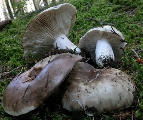 Black loader (Russula adusta) photo and description