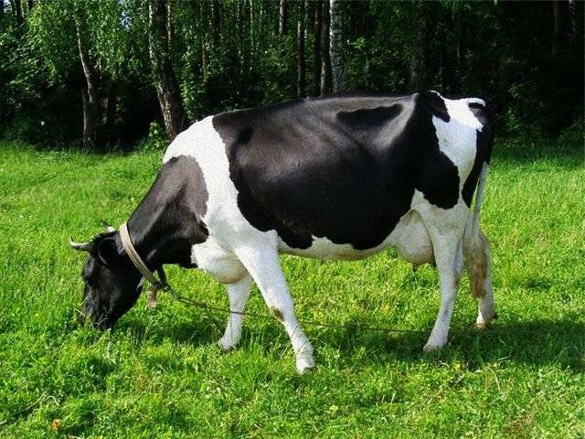 Black-motley breed of cows: characteristics of cattle + photos, reviews