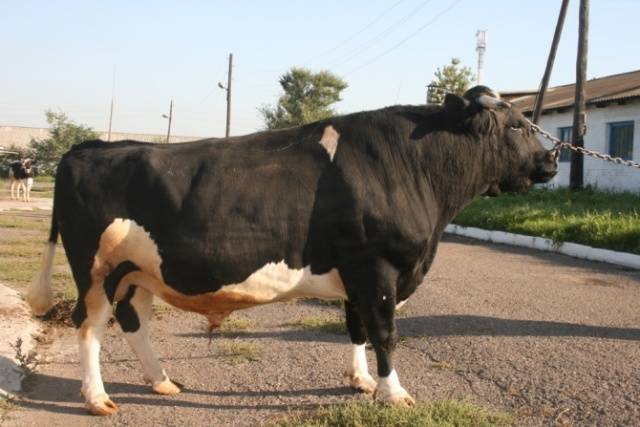 Black-motley breed of cows: characteristics of cattle + photos, reviews