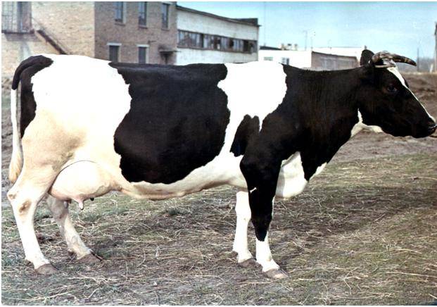 Black-motley breed of cows: characteristics of cattle + photos, reviews