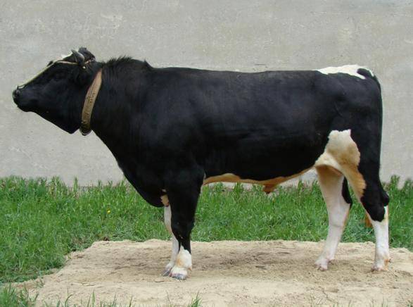 Black-motley breed of cows: characteristics of cattle + photos, reviews