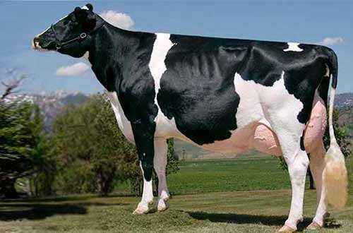 Black-motley breed of cows: characteristics of cattle + photos, reviews