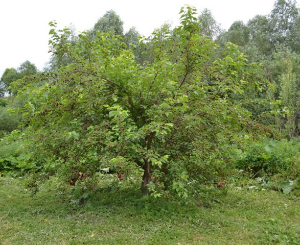 Black mulberry: photo and description