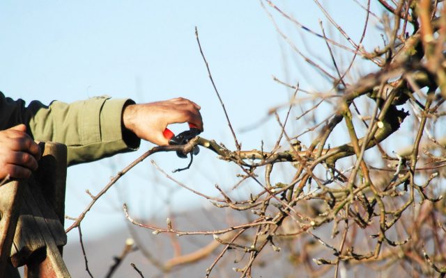 Black mulberry: photo and description