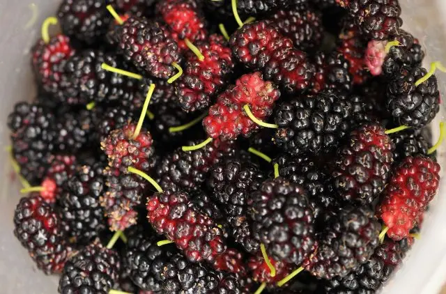 Black mulberry: photo and description