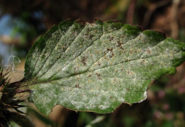 Black mulberry: photo and description