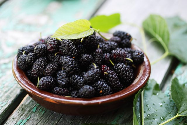 Black mulberry: photo and description