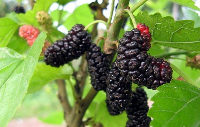 Black mulberry: photo and description