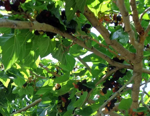 Black mulberry: photo and description