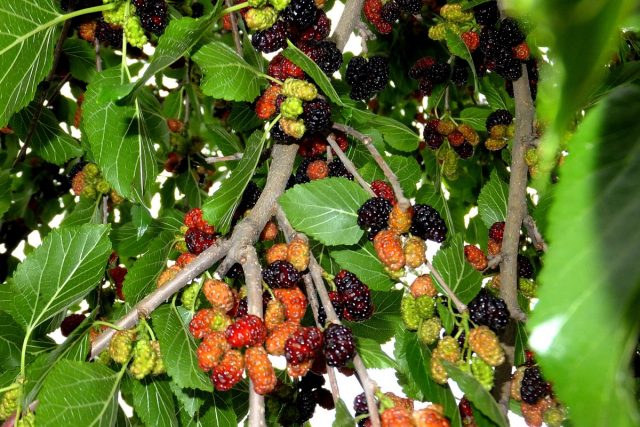 Black mulberry: photo and description