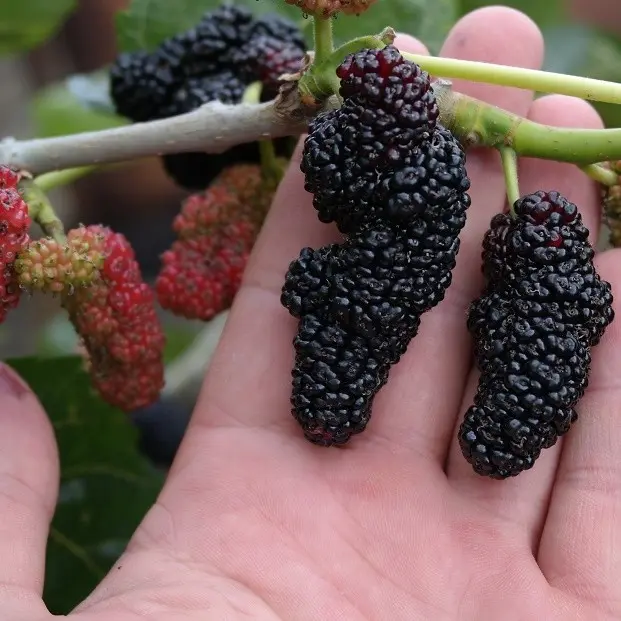 Black mulberry: photo and description