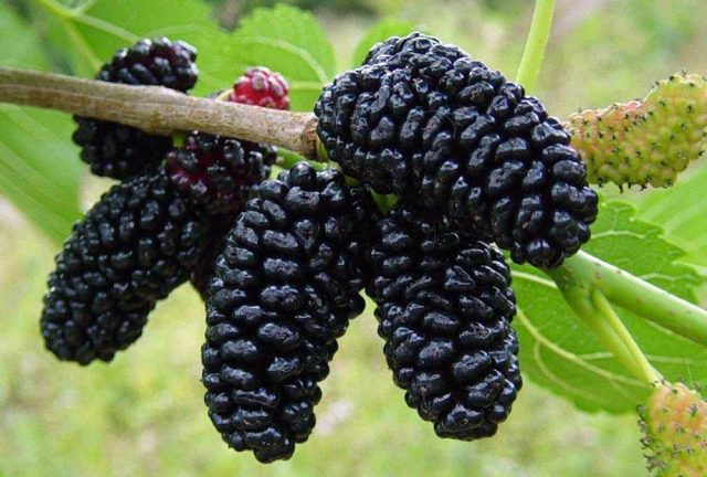 Black mulberry: photo and description