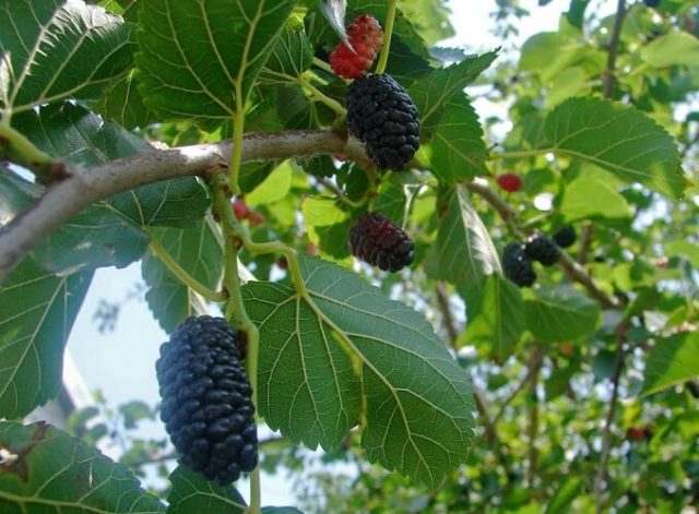 Black mulberry: photo and description