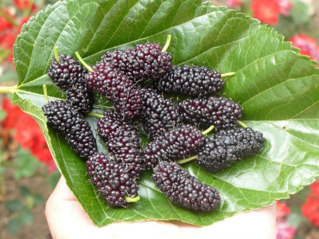 Black mulberry: photo and description