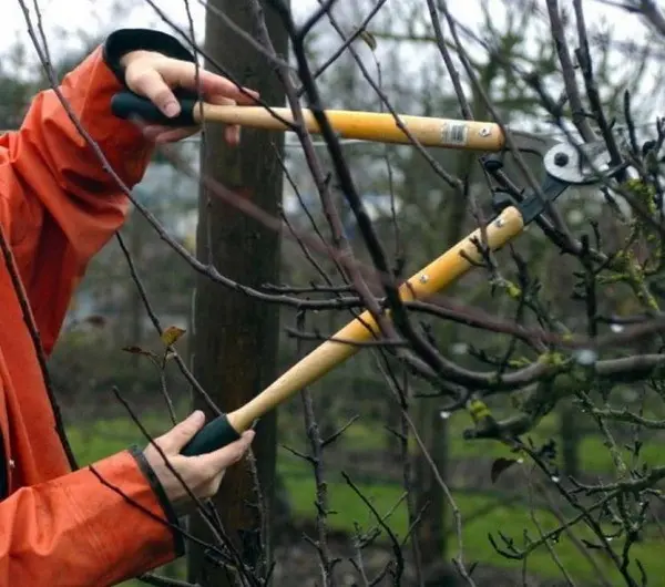 Black mulberry: the subtleties of care, features, productivity