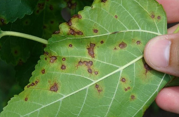 Black mulberry: the subtleties of care, features, productivity