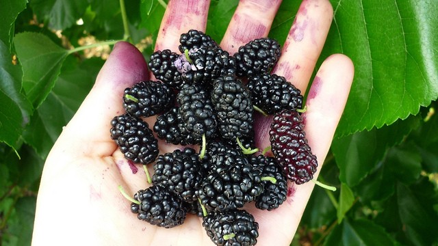 Black mulberry: the subtleties of care, features, productivity