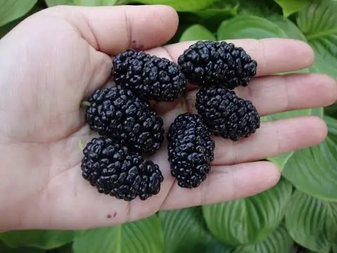 Black mulberry: the subtleties of care, features, productivity